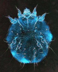 pasożyt w widoku mikroskopu